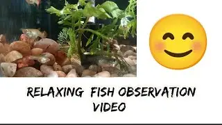 Relaxing fish observation video/by Jas Rose 🌹/😊