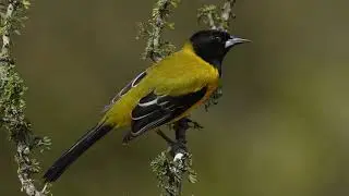 Audubon Oriole slow mo video