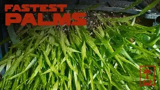 These Palms Grow Like Grass.. (Washingtonia Seed Update)