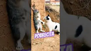 Pobrecita #cat #humor #yosoydelos7mil #memes #comedia