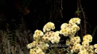 Primula glomerata, a deep blue Sikkim Himalaya primula, and Anaphalis triplinervis