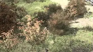 Epoch zombie footage [DayZ / ARMA2]