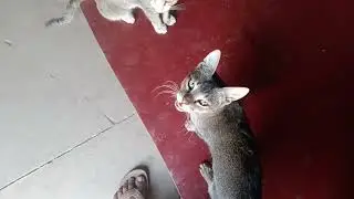 #cat#dom#sub#trendingreel #