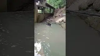 Ducks Mating: The male pulling the neck of his mate's head while making love under water.
