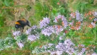 Bombus Flight - Полёт шмеля из оперы Римского-Корсакова 