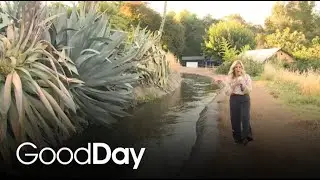 Century Plants Flower Together in Stunning Triple Display at Local Olive Orchard