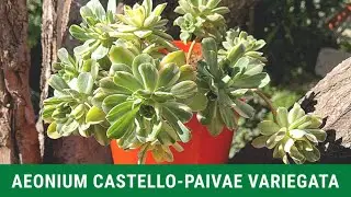 AEONIUM CASTELLO-PAIVAE VARIEGATA | Cuidados y Reproducción