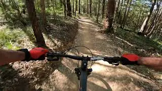 King Brown trail at Wedding Bells state forest NSW