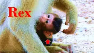 New Born Rex baby monkey  so Hard cos rose monkey mother always walking