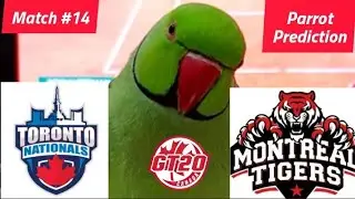 Toronto Nationals vs Montreal Tigers Prediction - GT20 Canada - Parrot Prediction