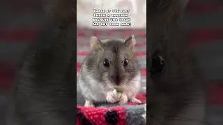 He does Not appreciate the treat Jar getting taken away! 🙅&zwj;♂️🤭 #shorts #hamsters #pets #pet