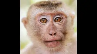 Monkeys With Guns In The Desert