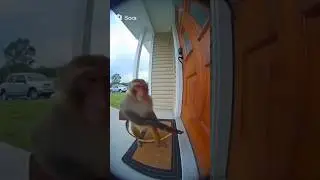 🤯The monkey is breaking the door with gun🐒#shorts#shortsfeed#shortsvideo#shortsviral#shortsyoutube