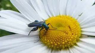 Thick-legged Flower Beetle, Oedemera nobilis, male, Rotterdam, the Netherlands, 22 May 2024