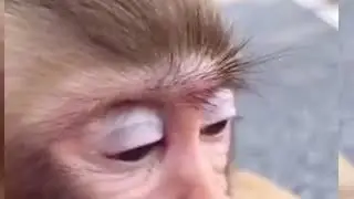 monkeys fun, funny monkeys, most funny monkey videos, monkeys vs toys, all amazing monkey videos,