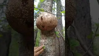 СУВЕЛЬ ОЛЬХИ #сувель #кап #camping #survival #bushcraft #outdoors #выживание #дмитрийяков #тайга