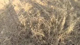 pheasant flush