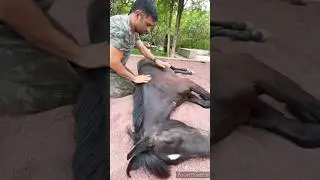 ms dhoni helps pet animal #shorts #cricket #youtubeshorts #sports #msdhoni