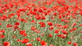 9 November 2025, 11am Dalgety Church Remembrance Sunday & Morning Worship