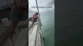 CATCHING A MONSTER UNDER A BRIDGE🤯#fishing #viralfishing #reels #golaithgrouper #florida #viralreel