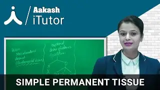 Simple Permanent Tissue – Botany – NEET | Aakash Digital