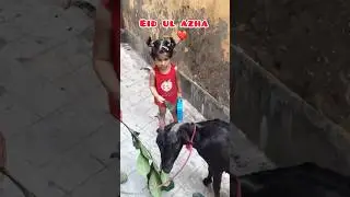Eid ul azha bakra eid #vlog #bakraeid #eidulazha #baby #bakreid