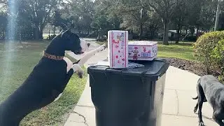 Great Danes recognize stickers on their gift boxes