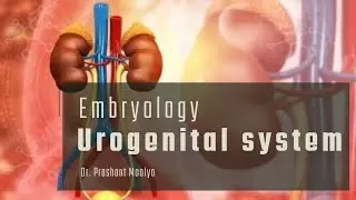 Development of Genitourinary tract part 1