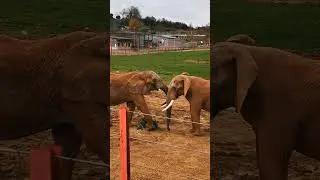 Noah's Ark Zoo Elephants #shorts #elephants #elephant