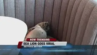 NOW TRENDING: Starving sea lion on the mend