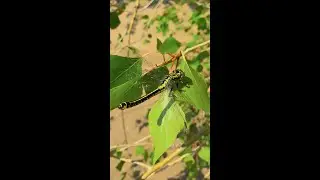 Дедка обыкновенный (Gomphus vulgatissimus).