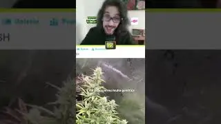 Aluno da Consultoria Cultiva OG Kush ABSURDA na Primeira Tentativa!