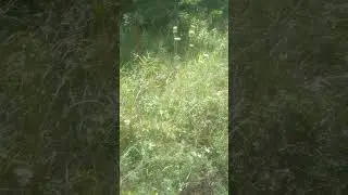 про природу