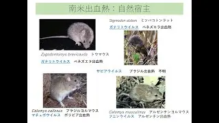 人獣5回対面齧歯類2021 edit