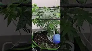 Week 1 day 2 of this American Pie. I am using the Hey Abby Grow Cabinet.