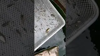 olha quanto lebiste selvagem no sistema #peixe til&aacute;pias