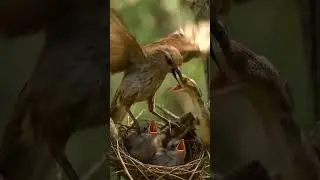 BIRD VS SNAKE || AI SHORTS || #shorts #animals #birds #snake #ai