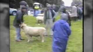 Chulmleigh Old Fair 1991 Sheep Show