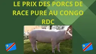 Combien coûte réellement les porcs de race pure au Congo Kinshasa ? Rareté de ces races pures...