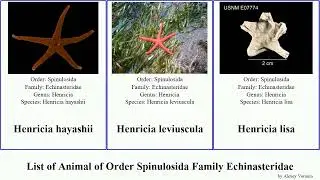 List of Animal of Order Spinulosida Family Echinasteridae henricia lisa pacifica gracilis parva