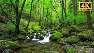 River Flow & Forest Birds Chirping | Gentle Nature Sounds ASMR for Sleep & Meditation | 3 Hours