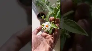 Harsingar/ Parijat Care Tips and Fertilizer 🌿 #shorts #gardening #youtube #tips #harsingar