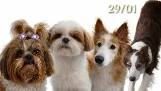 Pet sitter | Batata r&uacute;stica | 010