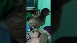 Peruvian black knight