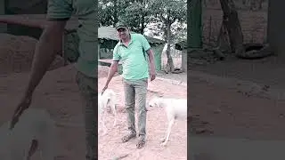 Rajapalayam dog🦮🦮indian hight breed