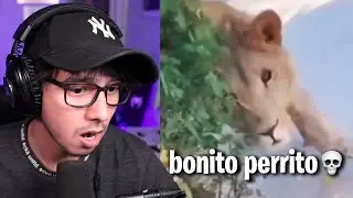 mis LIKES de TIKTOK son 💀