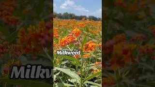 #Milkweed #plants produce beautiful blooms and attract #butterflies 🦋 #gardening #pollinatorgarden