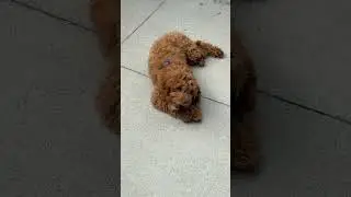 Georgie, the Cavapoo enjoying some downtime, chewing a bone ￼