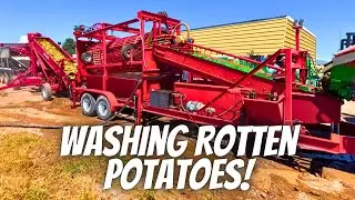 Can we wash the rot off of our potatoes?