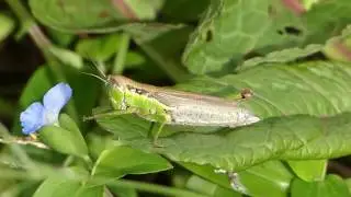 Grasshopper (Oxya yezoensis) コバネイナゴ♀＠スイバ葉